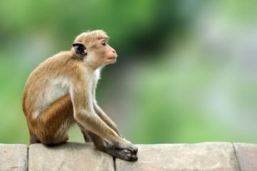 Toque macaque, Macaca sinica. Monkrey on the tree. Macaque in nature habitat, Sri Lanka