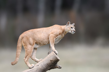 Fototapeta premium Niebezpieczeństwo Cougar siedzi na gałęzi w tle lasu jesienią