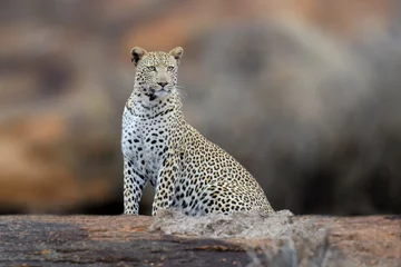 Foto op Canvas African Leopard, National Park of Kenya © byrdyak