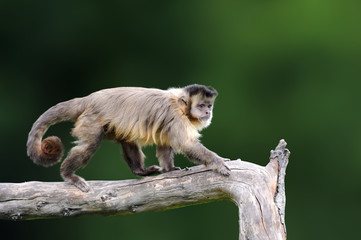 Capuchin, monkey sitting on the tree branch in the dark tropic forest