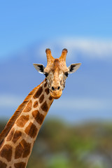 Fototapeta premium Giraffe in the nature habitat, Kenya, Africa