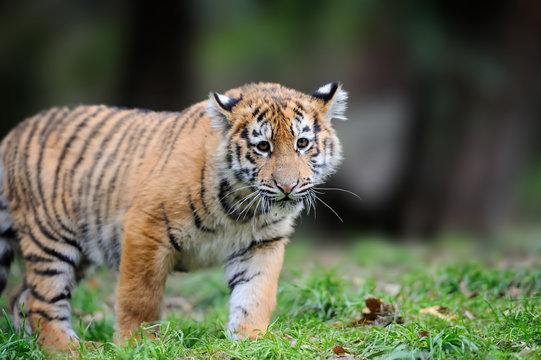 Siberian tigris in beautiful habitat