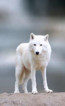 Arctic wolves in the winter