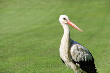 Storch auf Rasen