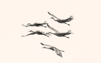 sandhill cranes flying overhead  - 171966184
