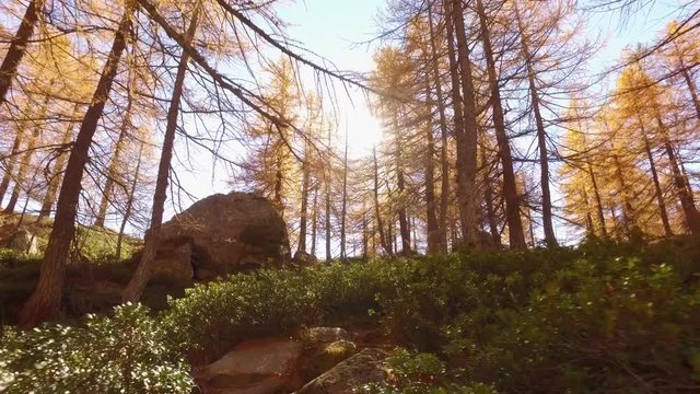 POV walking on fall woods path near trees.Front view with sun. Sunny autumn day Hiking in colorful red forest wild nature mountain outdoors.Alps Devero lake park. 4k point of view establishing video