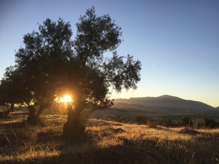 Sonnenaufgang im Olivenhain