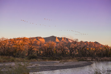 Big flock of geese flying over a beautiful river at sunrise