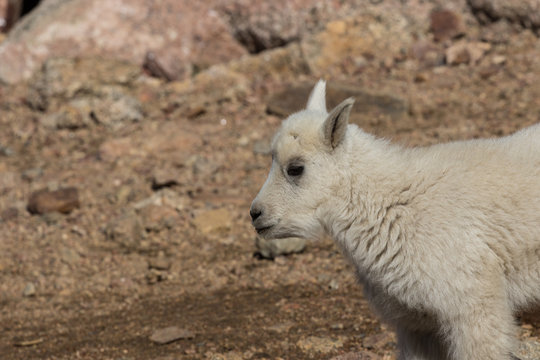 Cute Mountain Goat Kid