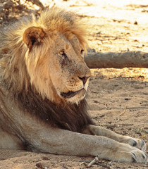 Old male lion side profile, resting in the african heat in Erindi