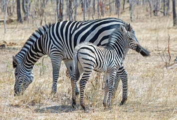 Fototapeta na wymiar Mother and baby burchells zebras grazing on the dry grass in Hwange