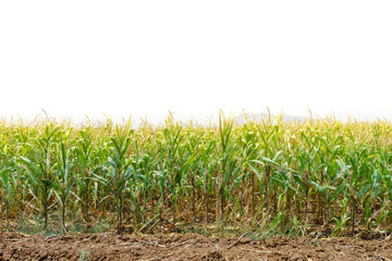 Fototapeta premium corn field farm in the sunshine