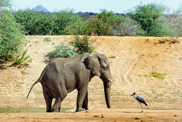 Fototapeta premium African elephant on the plains with a maribou stork in the background