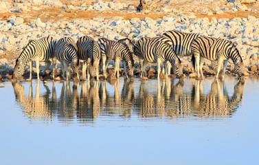 Fototapeta na wymiar Dazzle of zebra drinking for a waterhole in Etosha National Park, Namibia