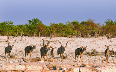 landscape of a herd of Kudu standing next to a waterhole in Etosha, Namibia