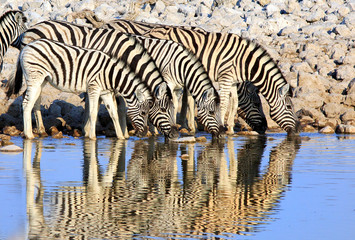 Fototapeta na wymiar Close up of a herd of zebra drinking with a good water reflection in Etosha