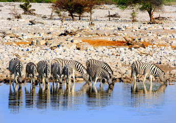 Fototapeta na wymiar Herd of zebra drinking from a waterhole in Etosha, Namibia