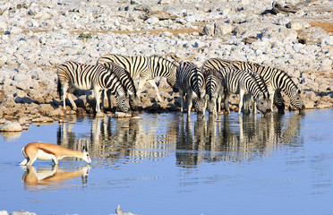 Herd of zebra drinking from a waterhole in Etosha with good reflection, Namibia