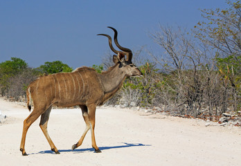 Kudu Bull walking across the dry dusty track with a vibrant clear blue sky in Etosha, Zimbabwe