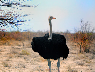 Naklejka premium Isolated Male Ostrich with a nice black plummage shading under a tree in Etosha