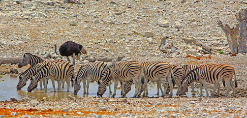 Fototapeta na wymiar panorama of a large herd of zebra standing drinking at a waterhole in Etosha, Namibia