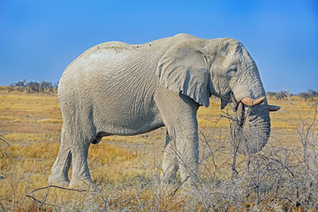 full frame african elephant with a bright blue clear sky in Etosha, Namibia