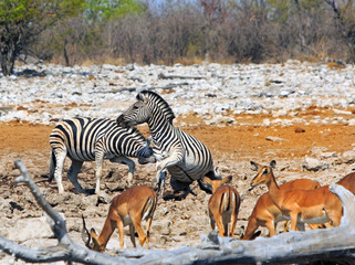 Naklejka na ściany i meble Zebras on the etosha plains fighting and biting each other, with a herd of springbok in the foreground