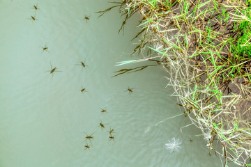 several bugs of water striders