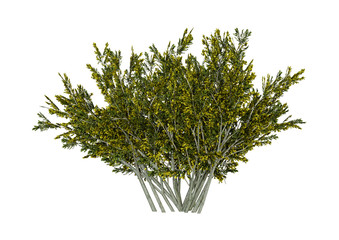 3D Rendering Creosote Bush on White