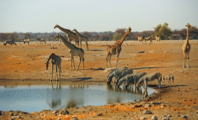 Journey of giraffes on the african plains with a herd of zebra drinking from a waterhole in Etosha,...