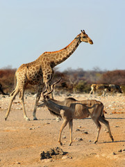 Obraz na płótnie Canvas African Giraffe walking with a male kudu in the foreground in Etosha, Namibia