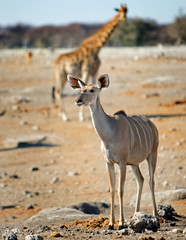 Female Kudu standing on the dry plains in Etosha with a tall giraffe in the background, Namibia