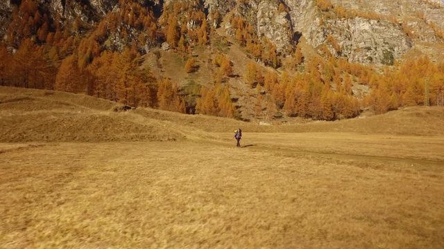 woman hiker walking on fall fields path near trees.Side view. Sunny autumn day Hiking in colorful red forest wild nature mountain outdoors.Alps Devero lake park. 4k video