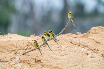 Blue-tailed Bee-eater (Merops philippinus)
