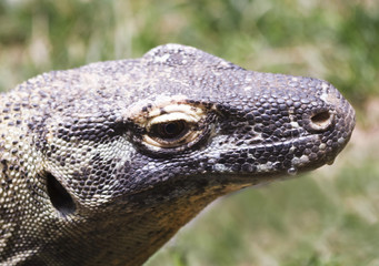 A Close Up of a Komodo Dragon