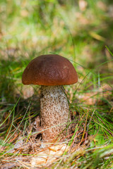 Orange-Cap Boletus in Grass Karelia Russia Red Mushroom