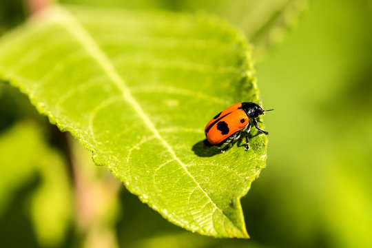 Blutzikade, Cercopsis sanguinolenta auf Grashalm