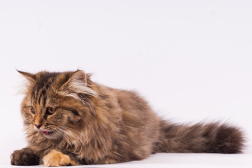 Naklejka na ściany i meble persian long haired cat. cute persian kitten pictures.