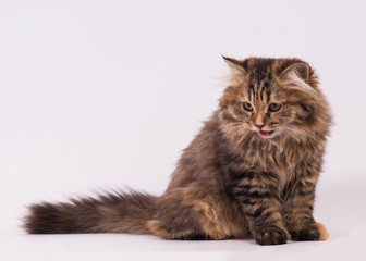 persian long haired cat. cute persian kitten pictures.