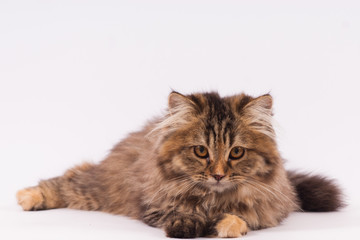 persian long haired cat. cute persian kitten pictures.
