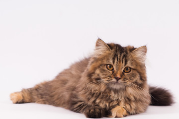 persian long haired cat. cute persian kitten pictures.