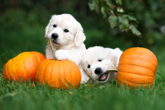 two golden retriever puppies playing with pumpkins on grass