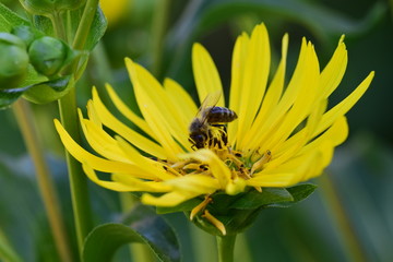 Wespe auf einer Blume