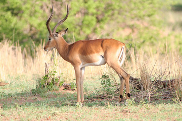 Naklejka na ściany i meble Afrikanische Antilope in Tansania