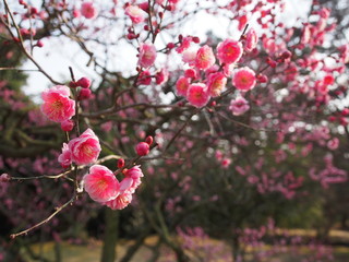 高知　うめ　