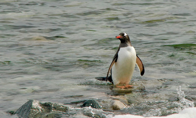 Penguin standing on Rock in Antartica
