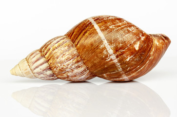 Shell isolated on white background.