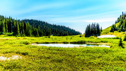 Fototapeta premium Small lake in the high alpine near the village of Sun Peaks in the Shuswap Highlands in central British Columbia Canada