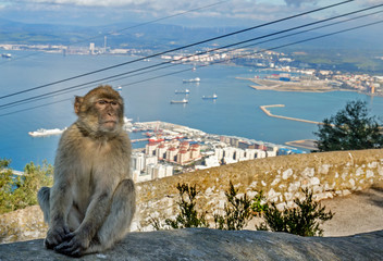 Barbary Macaque sitting on the rock of gibraltar with a landscape view of the town below
