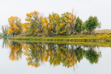 A group of trees in autumn on the bank of the river reflected trees reflection